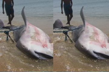 யாழ் மீனவர்களின் வலையில் சிக்கிய பாரிய சுறா!