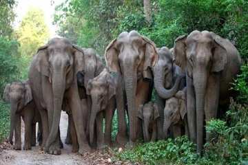 சுண்டிக்குளம் பகுதியில் யானைகள் அட்டகாசம் : தென்னைகள் நாசம்