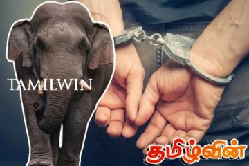 மின்சாரம் தாக்கி இறந்த யானையை வெட்டி குளத்தில் வீசிய இராணுவத்தினர் கைது