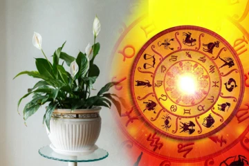 இந்த செடியை, சரியான திசையில் வைத்தால், ஒரே இரவில் அதிர்ஷ்ட நட்சத்திரம் கிடைக்கும்..!