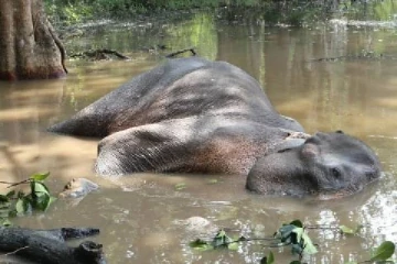 கிண்ணியாவில் 8 வயது பெண் யானையின் சடலம் மீட்பு