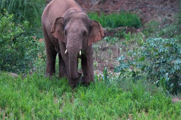 காட்டு யானைகளுக்கு உணவளிக்க சென்ற அதிகாரிக்கு நேர்ந்த சோகம்! | Wild Elephants Was Attacked Officer Died