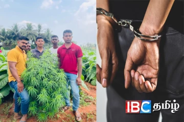 யாழ்ப்பாணத்தில் புகையிலை தோட்டத்திற்குள் கஞ்சா செடி வளர்த்தவர் கைது