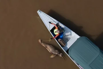 வறண்டு போன அமேசான் கிளை நதிகள்: உயிரிழந்த நூற்றுக்கணக்கான டால்பின்கள்