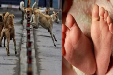 2 வயது சிறுமியை 40 இடத்தில் கடித்து குதறிய நாய் - தொடரும் கொடுமை