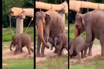 டயரில் சிக்கிக்கொண்ட குட்டி யானை - ஓடி வந்து காப்பாற்றிய தாய் யானை - நெகிழ்ச்சி வீடியோ