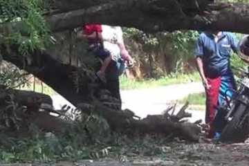 වාහනවලට බාධා කළ ගස..