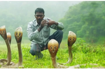 பிரபல   பாம்புப்பிடி மன்னர் வாவா சுரேக்ஷுக்கு  நேர்ந்த கதி;  கலக்கத்தில்  மக்கள்