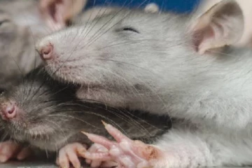 அமெரிக்கா அங்காடியில் கொத்துக்கொத்தாக இறந்து கிடந்த எலிகள்