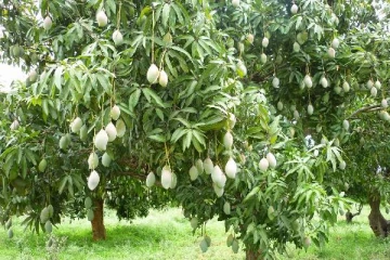 புதுக்குடியிருப்பில் மாமரத்தில் இருந்து விழுந்து குடும்பஸ்தர் உயிரிழப்பு