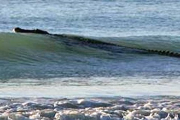 මුහුදු තීරයේ සැරිසරන ආගන්තුකයා...(VIDEO)