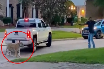 பாய்ந்து வந்த புலி; மிரண்டு ஓடிய நபர்! பதறவைக்கும் காட்சி., புலியை வீதியில் திறந்துவிட்ட கொலை குற்றவாளி கைது