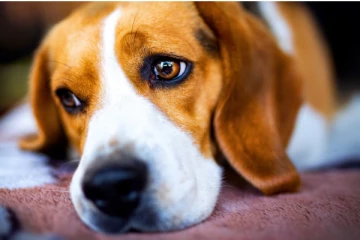 கனடாவில் நாயை களவாடிய பெண்ணுக்கு நீதிமன்றம் விதித்த தண்டனை