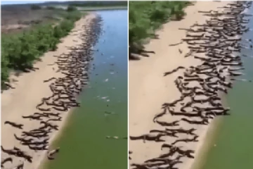 ஆயிரக்கணக்கில் படையெடுத்த முதலைகள்; வைரலான காணொளி!