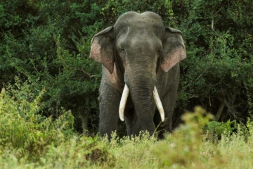 இலங்கை வந்த வெளிநாட்டவர்களை தாக்கிய யானை