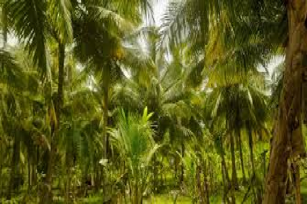 உச்சத்தை தொடும் தேங்காய் விலை : எடுக்கப்படவுள்ள நடவடிக்கை | Ccb To Intervene As Coconut Prices