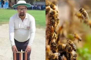 கிரிக்கெட் போட்டியின் போது சூழ்ந்த தேனீக்கள் - நடுவர் உயிரிழப்பு; வீரர்கள் காயம்