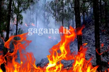 රක්ෂිතයක් ගින්නෙන් ඇවිලී යයි - අක්කර 03ක පමණ භූමි ප්‍රමාණයක් විනාශ වෙලා..