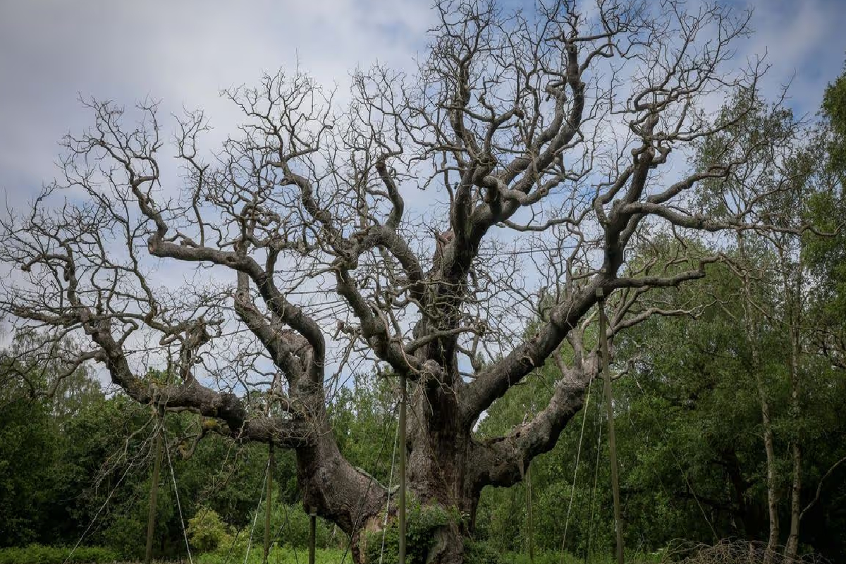 1,200 ஆண்டுகள் பழமையான மாபெரும் ஓக் மரம் அழிந்தது! | A Massive 1 200 Year Old Oak Tree Has Perished