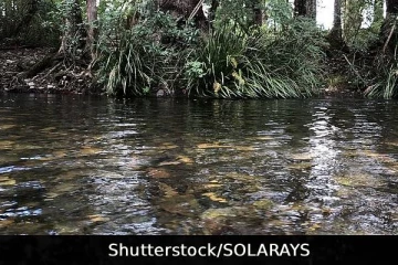 கர்ப்பிணியுடன் ஆற்றில் நீந்தச் சென்ற நபர்கள்: ஒரு துயரச் செய்தி