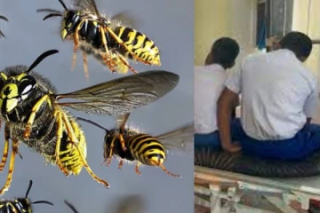 குளவி கொட்டுக்கு இலக்காகி 73 பாடசாலை மாணவர்கள் வைத்தியசாலையில் அனுமதி