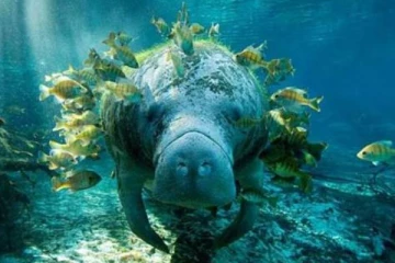 புளோரிடாவில் அழிந்து வரும் அரியவகை கடல் வாழ் உயிரினம்!