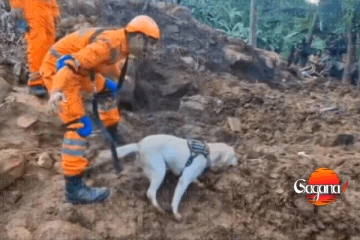 නායයෑම්වල වැලලුණු මිනී හොයන්න ලංකාව පිටරටින් බල්ලෝ ඉල්ලපු කතාවේ ඇත්ත නැත්ත