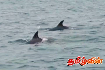 இராமநாதபுரம் கடற்கரையோர பகுதிகளில் உலாவரும் டொல்பின்கள்