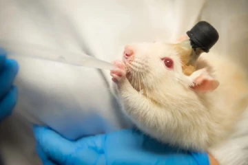 இறந்த எலிகளுக்கு சிலைகள் வைக்கும் நாடு - இப்படி ஒரு காரணமா?