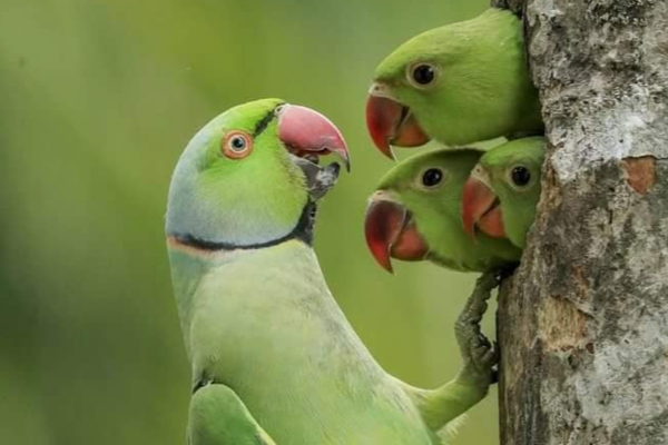 சர்வதேச ஊடகத்தில் இடம்பிடித்த இரு இலங்கையர்கள் | Two Sri Lankans Featured In The Best Wildlife சர்வதேச ஊடகத்தில் இடம்பிடித்த இரு இலங்கையர்கள் | Two Sri Lankans Featured In The Best Wildlife