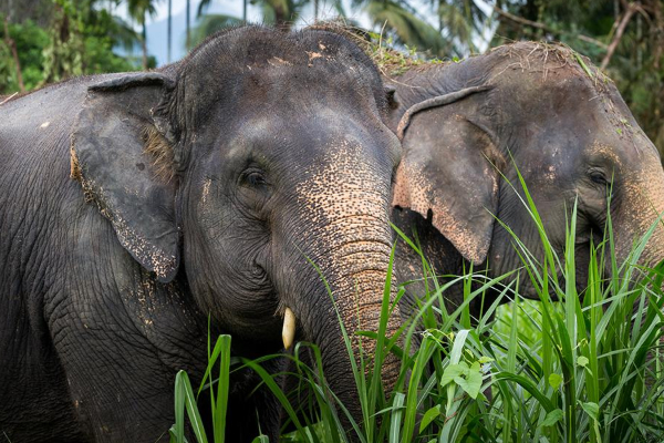 சொகுசு காரில் யானை மோதி விபத்து | Luxury Car An Accident After Colliding An Elephant