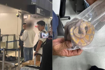 உள்ளாடைக்குள் 3 மலைபாம்புகளை வைத்து கடத்திய இலங்கையர் கைது