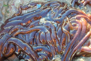 உலகத்தில் மிக நீளமான உயிரினம் எது தெரியுமா?