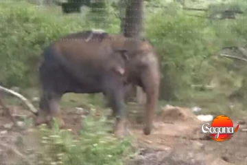 අනේ දෙයියනේ කුණු ගොඩේ වැටුණු අලියෙක් බේරාගනී