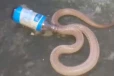 கண்ணாடி போத்தலில் மாட்டிக்கொண்டு உயிருக்கு போராடிய பாம்பு... காப்பாற்றியது எப்படி?