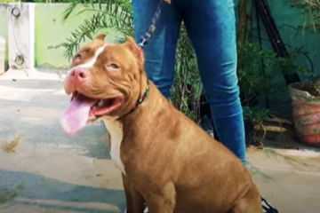 Pitbull வீட்டில் வளர்ப்பது எப்படி? நாய் பிரியர்களே இது உங்களுக்கு தான்