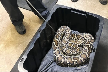 கனடாவில் வீட்டில் வளர்க்கப்பட்ட இராட்சத பாம்பு