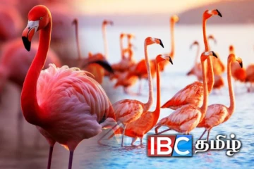 யாழ் கடற்கரையில் அணிவகுத்துள்ள வெளிநாட்டு பறவைகள்: காணக் குவியும் மக்கள்