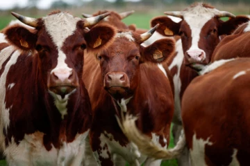 பிரான்சில் கால்நடைகளிடையே பரவும் வைரஸ் தொற்று: கொல்லப்படும் ஆயிரக்கணக்கான விலங்குகள்