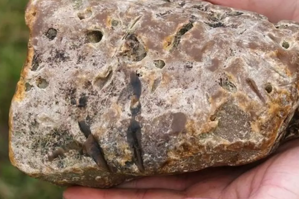 பெறுமதியான திமிங்கல வாந்தி வைத்திருந்தவர் கைது | Man Arrested For Possessing Valuable Whale Vomit