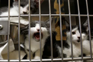 இறைச்சியுடன் கலந்து விற்பனை; 1000 பூனைகளை காப்பாற்றிய பொலிஸார்!