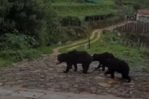 அம்மாவ காணோம்! தாயை தேடி அலையும் கரடிக்குட்டிகள்- நெகிழ்ச்சி சம்பவம் | Bear Rescued By Officials