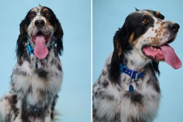 உலக கின்னஸ் சாதனை படைத்த நாய்!