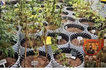 தொழில்நுட்பத்தைப் பயன்படுத்தி கஞ்சா செடி வளர்ப்பு.. வாலிபரின் மாஸ்டர் பிளான்!