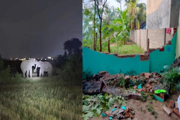 சம்மாந்துறையில் காட்டு யானைகளின் அட்டகாசம்! (படங்கள்)