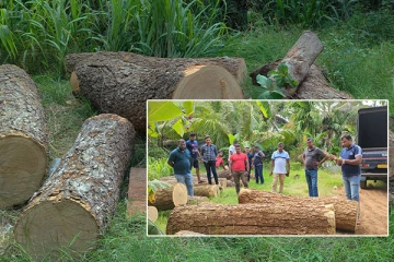 சட்டவிரோதமாக வெட்டப்பட்ட பெறுமதிமிக்க மரங்கள் : வவுனியாவில் மீட்பு