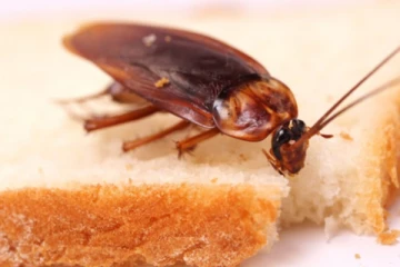 வீட்டிற்கு கரப்பான் பூச்சி வருவதற்கு காரணம் என்ன? நோயிலிருந்து தப்பிக்கலாம்