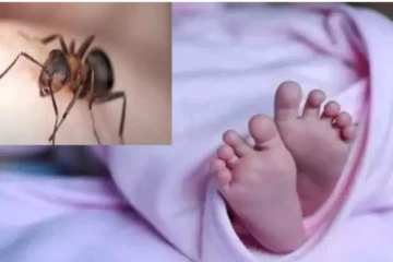 மருத்துவமனையில் பச்சிளங்குழந்தையை எறும்புகள் கடித்ததால் உயிரிழப்பு - உறவினர்கள் போராட்டம்!