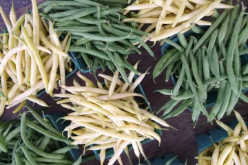 போஞ்சி விலை மீண்டும் உயர்வு!