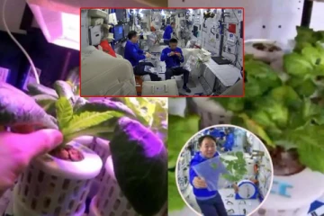 விண்வெளியில் கீரை, வெங்காயம் உள்ளிட்ட காய்கறிகளை விளைவித்த சீனா - ஹே எப்புட்றா..?